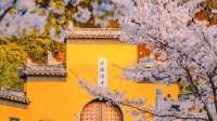 南京四月旅行攻略：邂逅梧桐飛絮裏的金陵春天