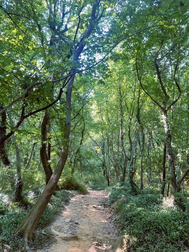 逃離都市喧囂，奔赴虞山這場綠野之約