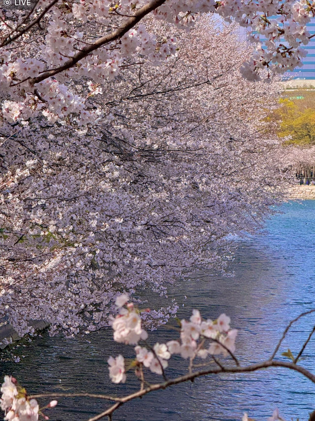 🌸2025大阪城公園賞櫻攻略｜錯過等一年！