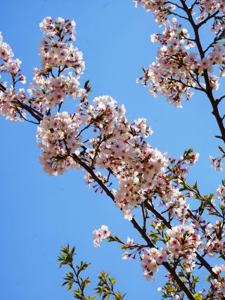 Weifang Goer Cherry Blossom Market! Come here to enjoy the cherry blossoms.