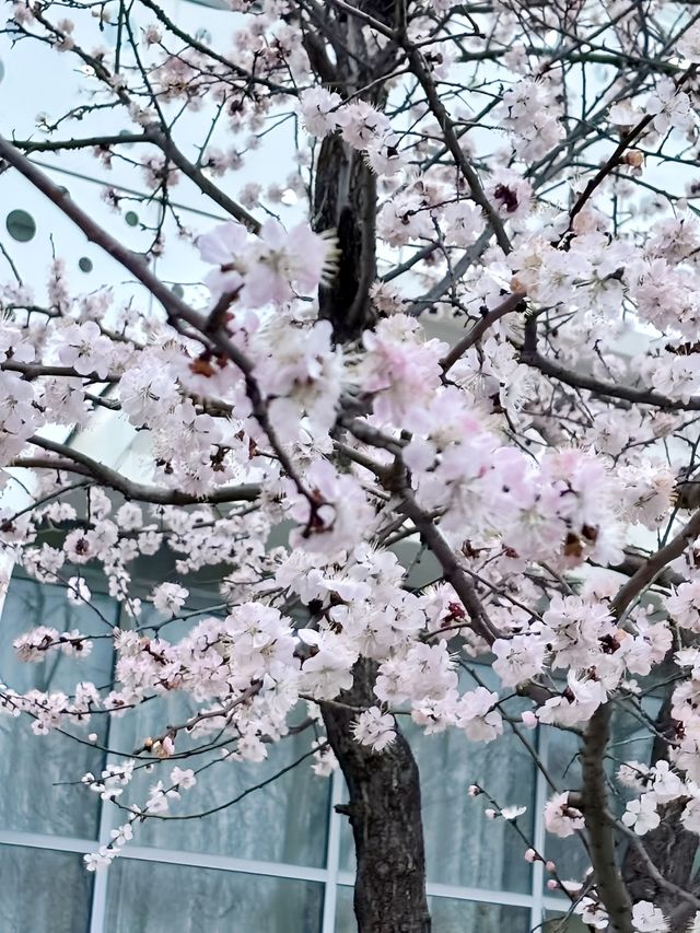 濰坊坊茨美術館 | 春日櫻花限定浪漫