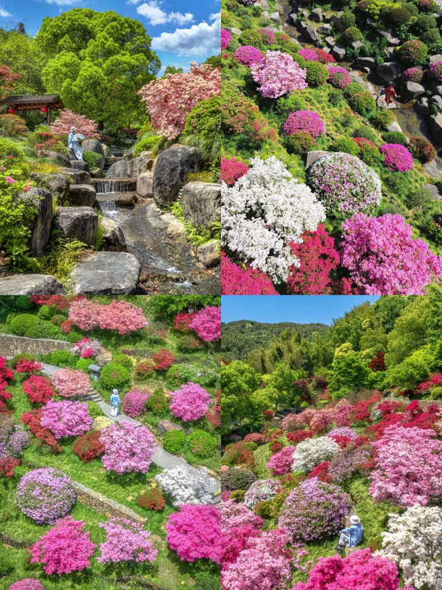超驚艳的五一德清賞花攻略