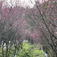 Whimsical charms of spring