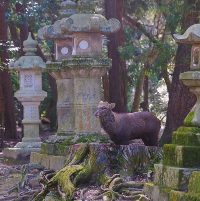 本地人私藏：在奈良解鎖小鹿的治愈之旅🦌 