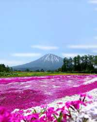 粉紅花海＋富士山，芝櫻祭美到令人窒息！