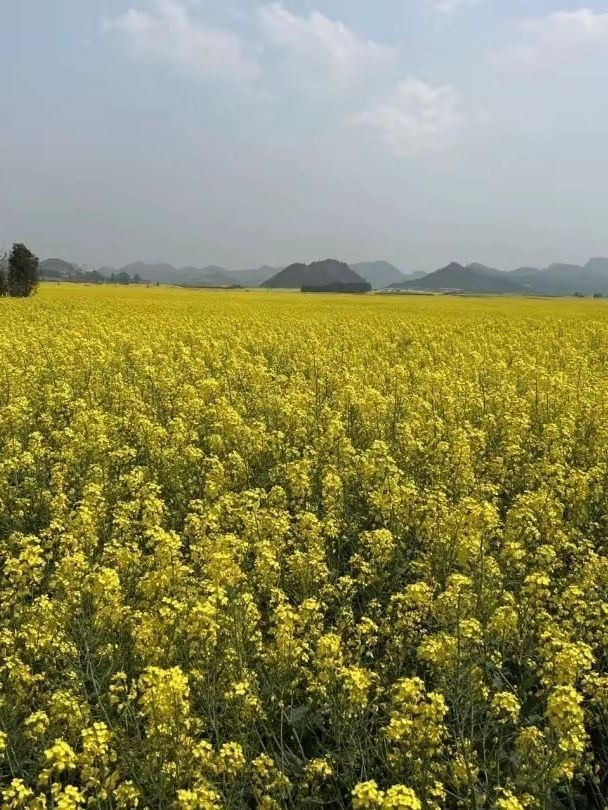 穿梭喺金黃色嘅花海中，感受微風輕拂同花香撲鼻