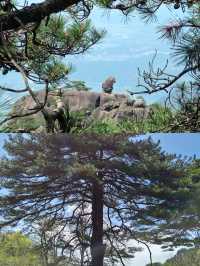 第一次嚟黃山，必須要知道嘅事