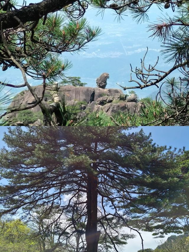 第一次嚟黃山，必須要知道嘅事