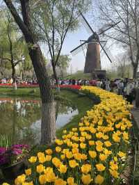 Luboyuan Nanjing: a mini Netherlands to see tulip 🌷