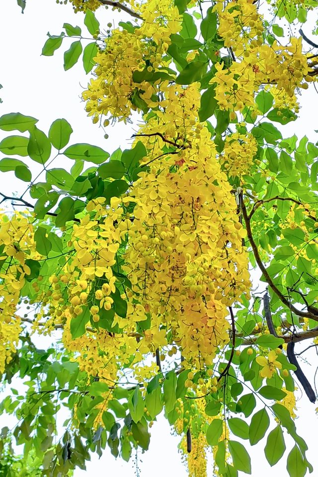 而家啲花係咪都好靚