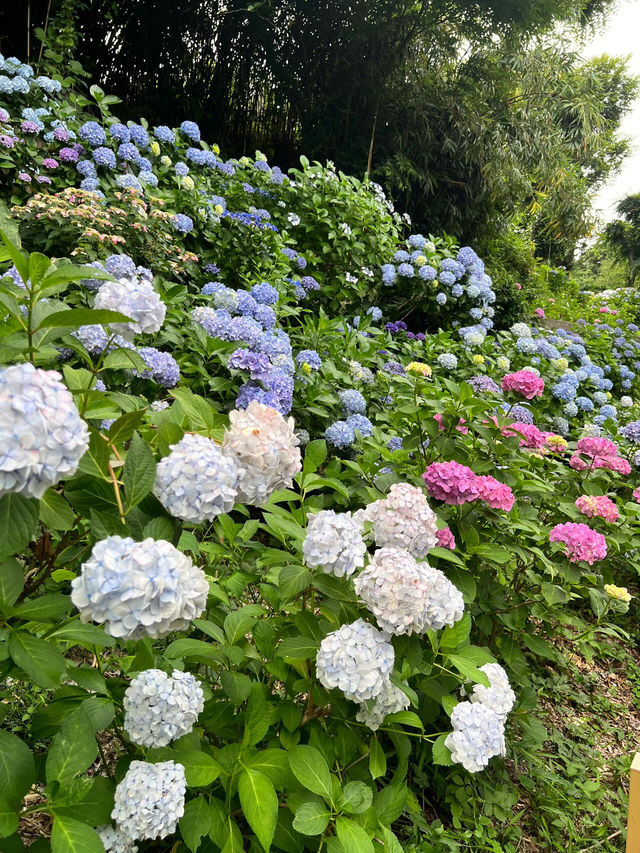 妙樂寺 | 繡球花下的悠閒時光