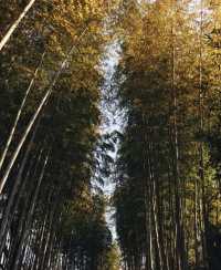 伊豆半島的寶藏靜謐小鎮——修善寺