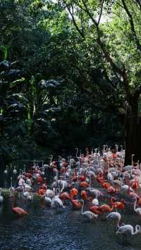 聽勸廣州長隆野生動物園南門入真係正