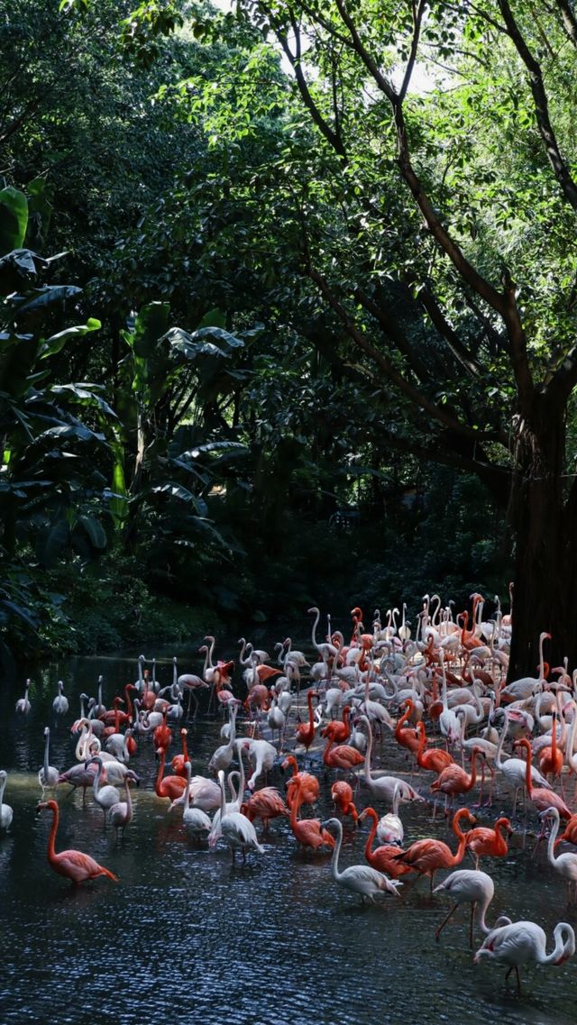 聽勸廣州長隆野生動物園南門入真係正