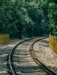 開往夏日森林秘境的列車｜武漢馬鸚路萬家巷
