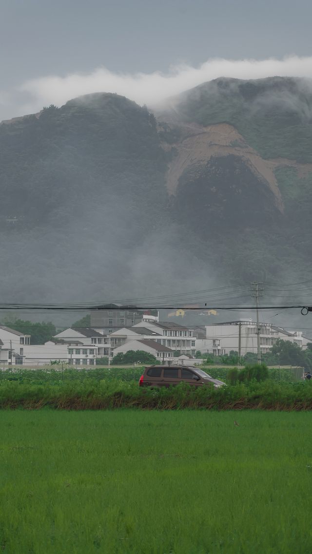 溫州拍照新熱點！平陽稻田嘅浪漫，藏喺夏日晚風裡