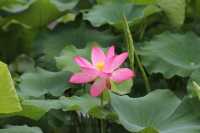 #普者黑旅行攻略 #雲南普者黑荷花 要睇最靚荷花千祈唔好等到七月中旬！本地人，全係本人自己影嘅，最靚荷