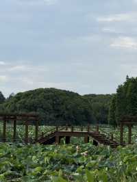 南昌艾溪湖濕地公園超全打卡攻略✨