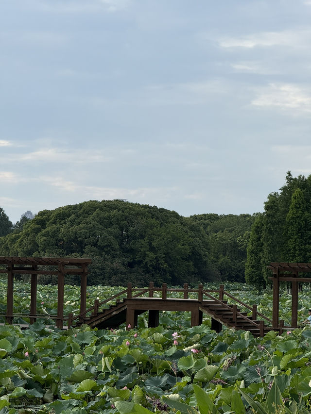 南昌艾溪湖濕地公園超全打卡攻略✨