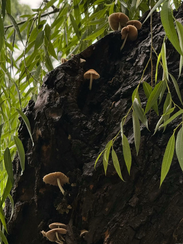 晴翠湖不如雨翠湖