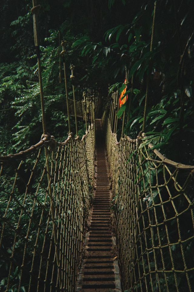 隨手一拍就係雨林大片