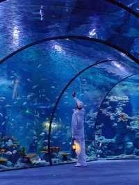 28℃避暑天堂！舟山長喬海洋館2日1夜全攻略