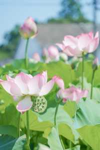 夏•荷🪷喺海曙村莊遇見免費嘅荷花池