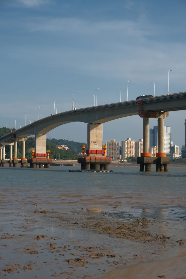 溫州遛娃|夏日洞頭趕海灘塗上撿到的九節蝦