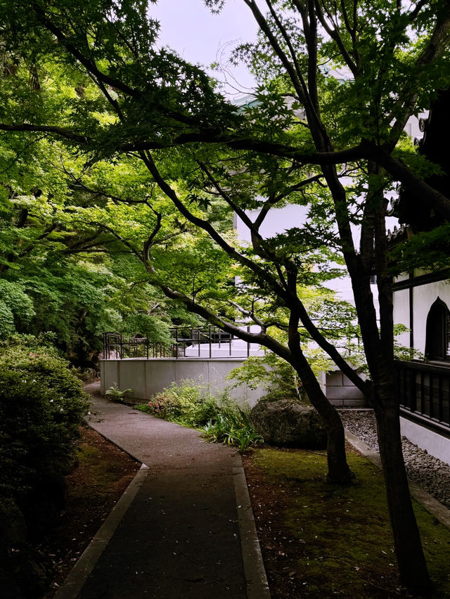 東京隱世秘境！豪德寺的千年禪意與招福貓傳說】**  