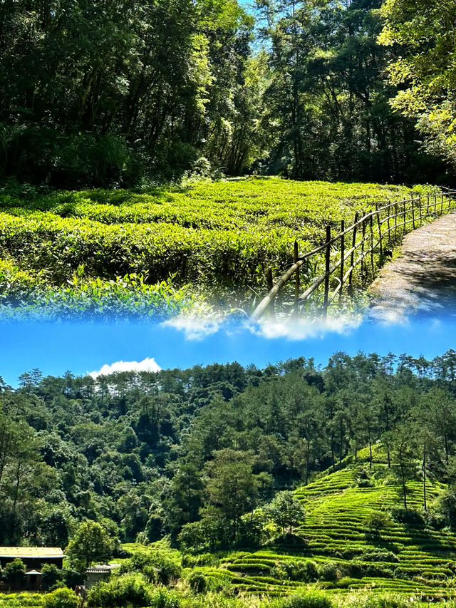 何處丹山映碧水,茶香漫過第幾重峰巒? 何處丹山映碧水,茶香漫過第幾重峰巒?