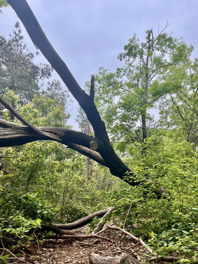 七山旅遊景區｜綠海深處的自然樂章