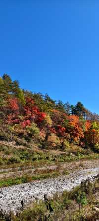 東北秋天的顏色