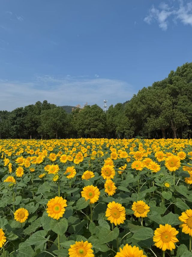 無錫絕美金黃打卡地！這片向日葵花海美到窒息