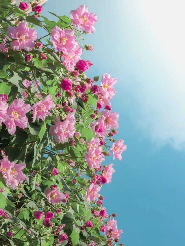 芙蓉隨風盛裝而舞，佔盡一秋妩媚