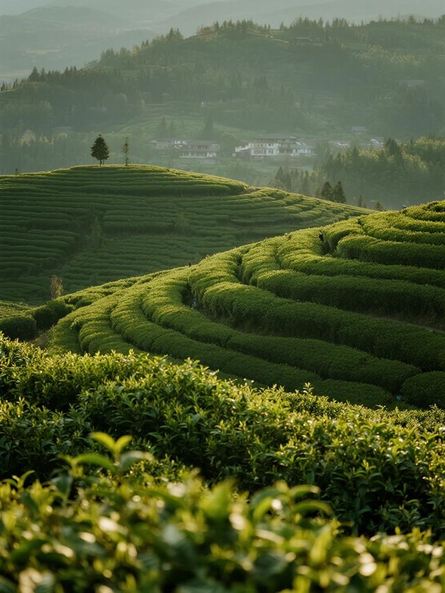 蜀南茶山秋日禪意行！萬畝茶海與雲海的雙重治癒