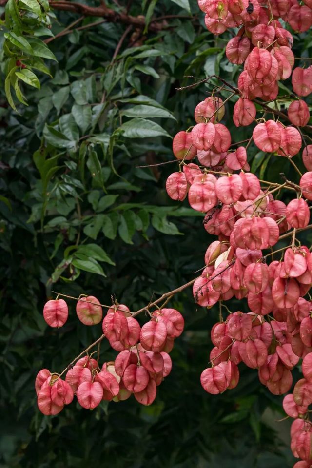 深圳蓮花山公園欒樹紅了