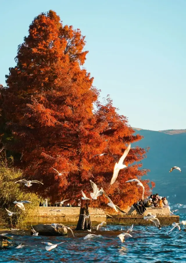 Kunming's Stunning Hidden Gem: Haihong Wetland Park in Autumn Surpasses Photos
