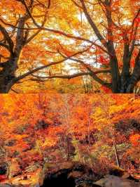 藏在四川的紅葉秘境！亞洲最大賞秋地，現在去正當時