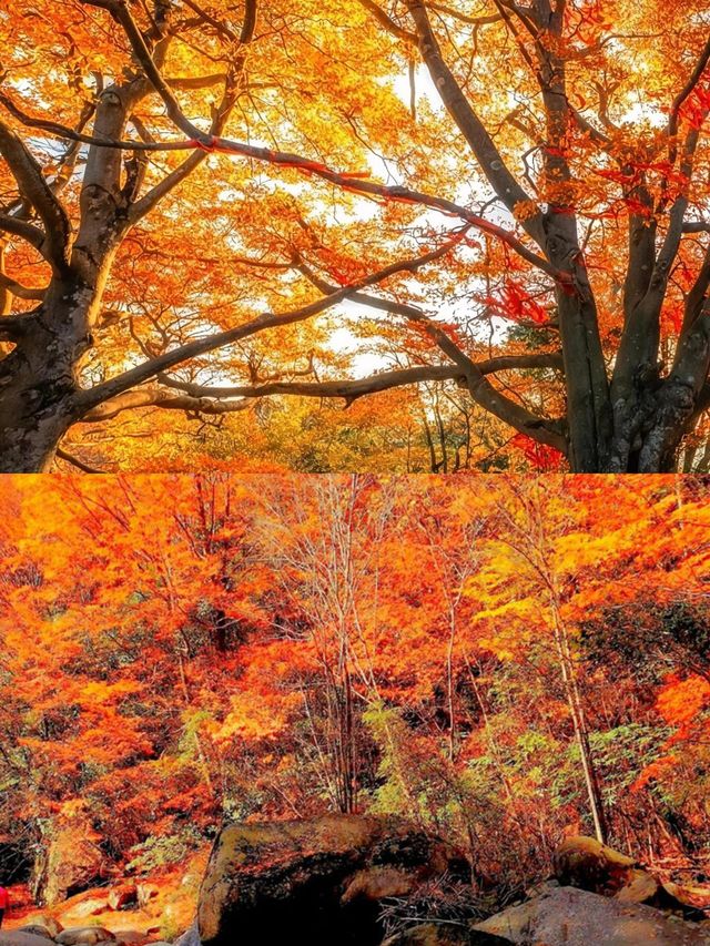 藏在四川的紅葉秘境！亞洲最大賞秋地，現在去正當時