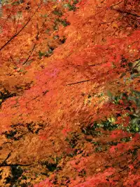 再不看上海紅楓又要等一年了