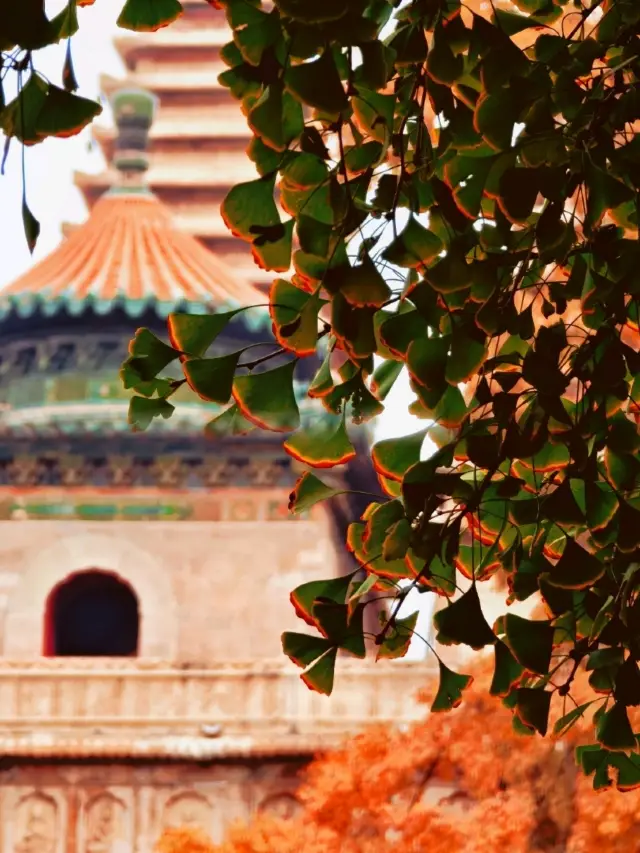 五塔寺｜💚💛❤️又到了綠黃橘紅的季節✨