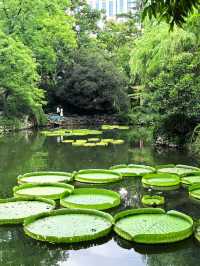 人民公園最後一群睡蓮！天氣好冷植物都撐不住了