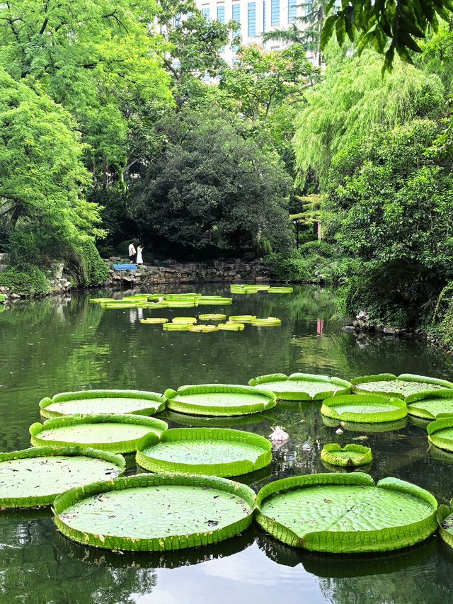 人民公園最後一群睡蓮！天氣好冷植物都撐不住了