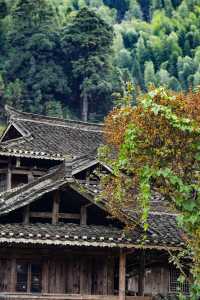 藏在湘西南的「古樹王國」，竟藏著土樓歷史蹤影！