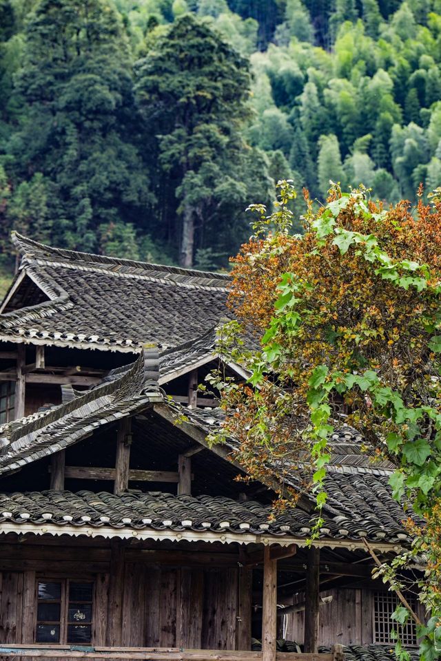 藏在湘西南的「古樹王國」，竟藏著土樓歷史蹤影！