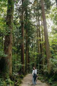 青森奧入瀨溪流+十和田湖一日散步路線