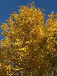 天津南翠屏｜秋日限定！層林盡染美到窒息