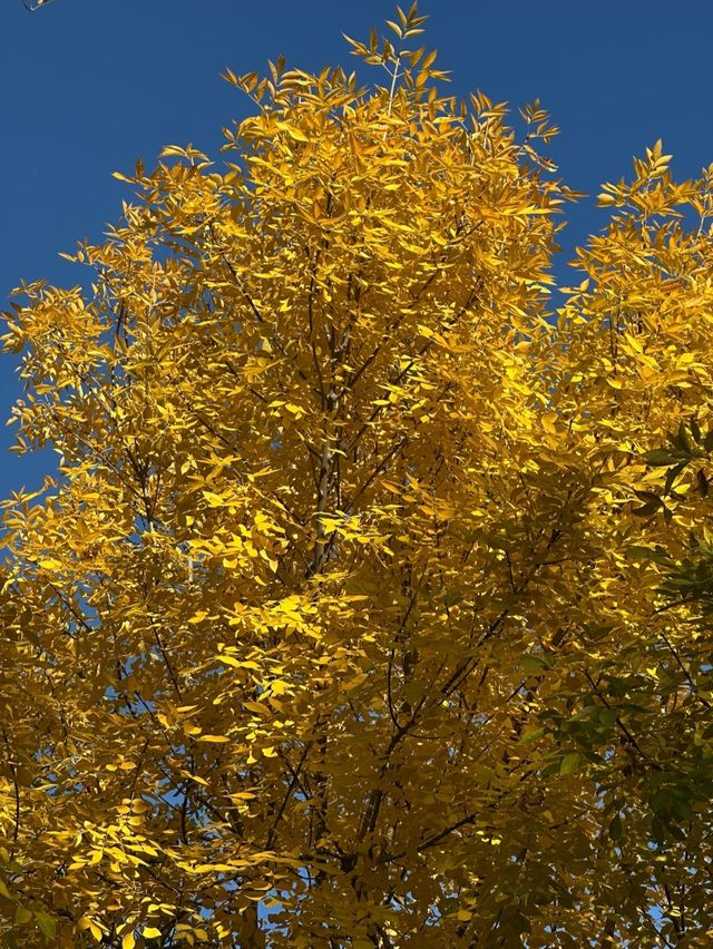 天津南翠屏｜秋日限定！層林盡染美到窒息