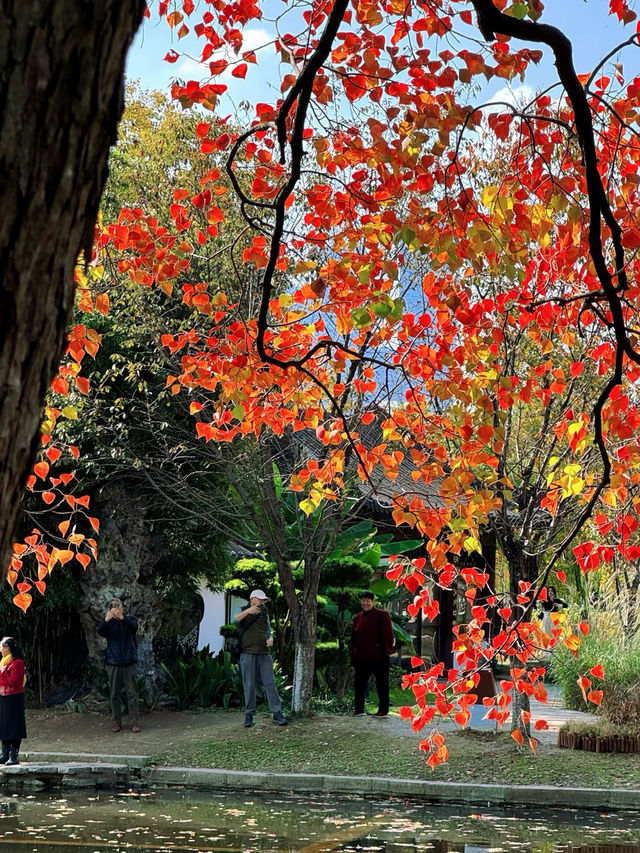 南京莫愁湖已美成油畫了