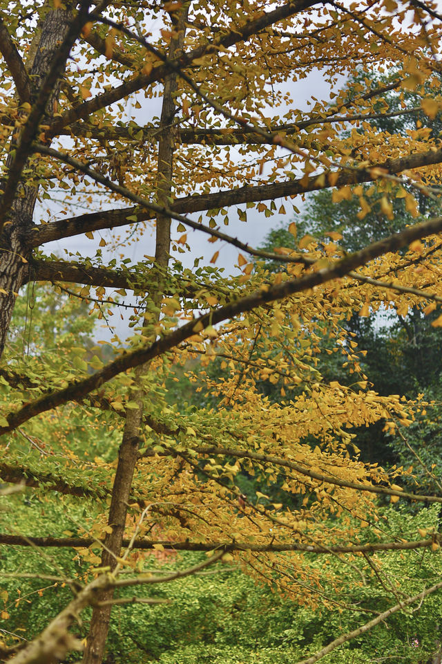 走進韶關帽子峰，彷彿踏入一幅金秋畫卷